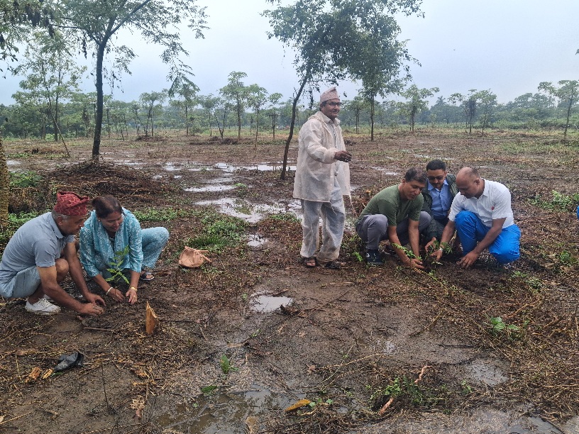 चन्द्रगढी सामुदायिक वनमा बृहत् बृक्षाराेपण सुरू